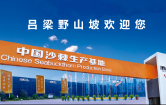 野山坡沙棘原浆:高维C营养密度的深度解析