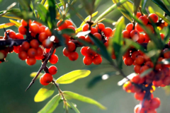 右玉沙棘：高原秘境中的黄金瑰宝，自然与健康的完美融合